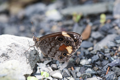 Chonala praeusta