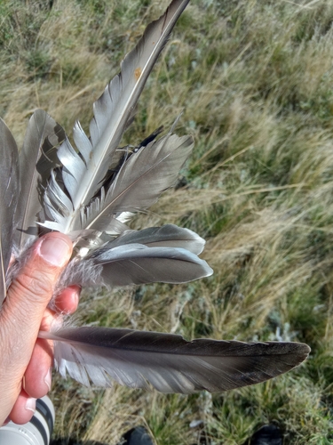 Plume de Canard chipeau