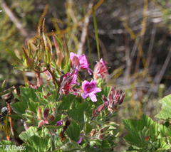 Pelargonium cucullatum cucullatum