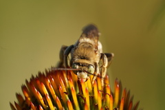 Svastra obliqua expurgata