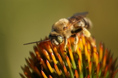 Svastra obliqua expurgata