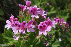 Pelargonium cucullatum cucullatum