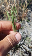 Melanthera angustifolia
