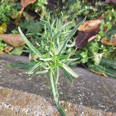 Senecio inaequidens