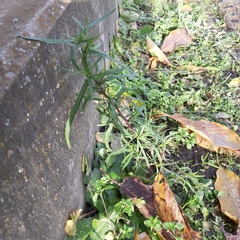 Senecio inaequidens