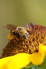 Svastra obliqua expurgata