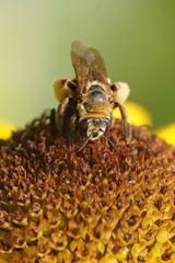 Svastra obliqua expurgata
