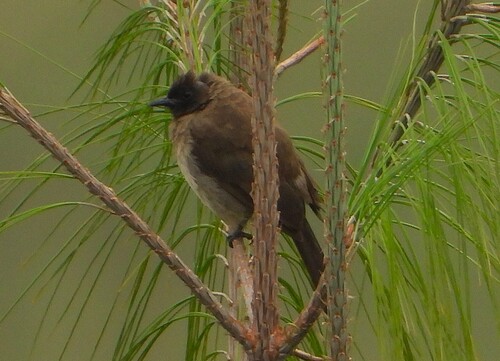 Common Bulbul