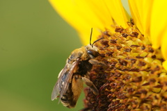 Svastra obliqua expurgata