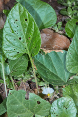 Lycianthes asarifolia