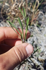 Melanthera angustifolia
