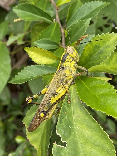 Valanga nigricornis (Burmeister, 1838)