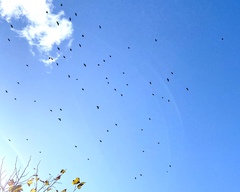 Corvus brachyrhynchos