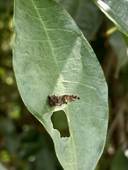 Pagodiella