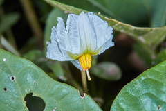 Lycianthes asarifolia