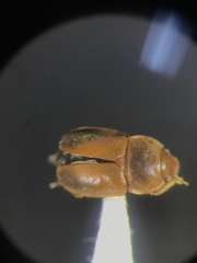 Epuraea terminalis