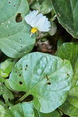 Lycianthes asarifolia