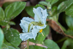 Lycianthes asarifolia