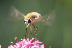 Heterostylum robustum
