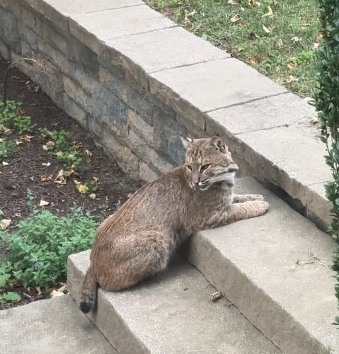 Bobcat photographed in Rhode Island