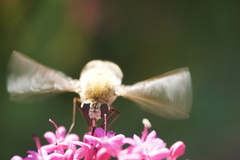 Heterostylum robustum