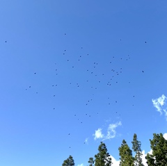 Corvus brachyrhynchos