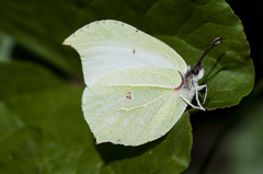 Gonepteryx aspasia