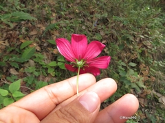 Cosmos atrosanguineus