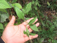 Cosmos atrosanguineus