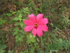 Cosmos atrosanguineus