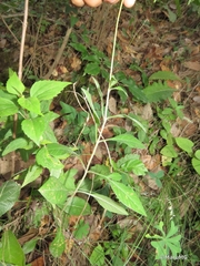 Cosmos atrosanguineus