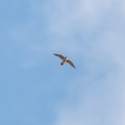Avistamiento Halcón peregrino