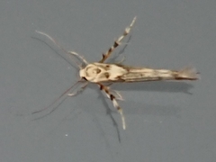 Stathmopoda plumbiflua