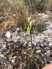 Calochilus herbaceus
