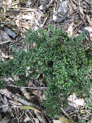 Coprosma quadrifida