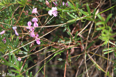 Indigofera angustifolia