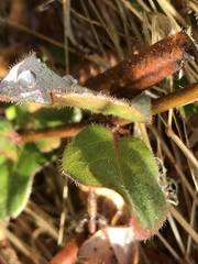 Lonicera hispidula