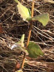 Lonicera hispidula