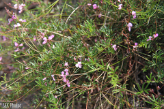 Indigofera angustifolia