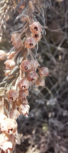 Gansbaai Heath (Erica irregularis)
