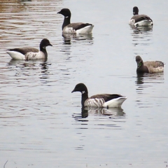 Branta bernicla