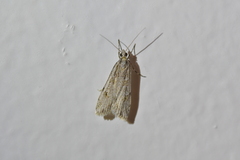 Scoparia chalicodes