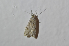 Scoparia chalicodes