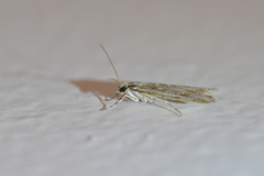 Scoparia chalicodes