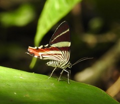 Erateina staudingeri