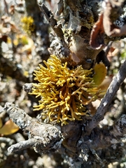 Dufourea flammea