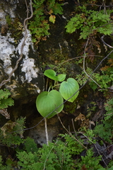 Peperomia asarifolia