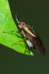 Allophylopsis