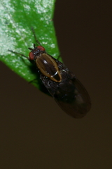 Allophylopsis