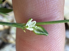 Polygonum douglasii ssp. johnstonii